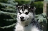 SIBERIAN HUSKY 1019